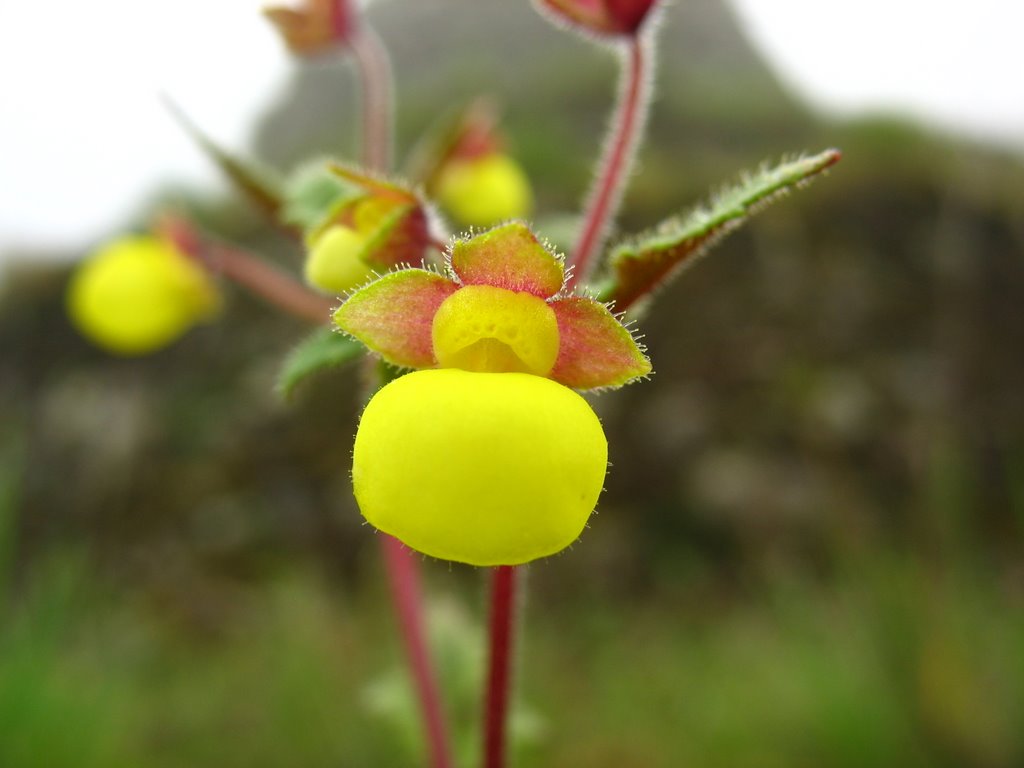 Yellow orchid near Phuyupatamarca, Inca Trail - Peru by Peter Groenendijk