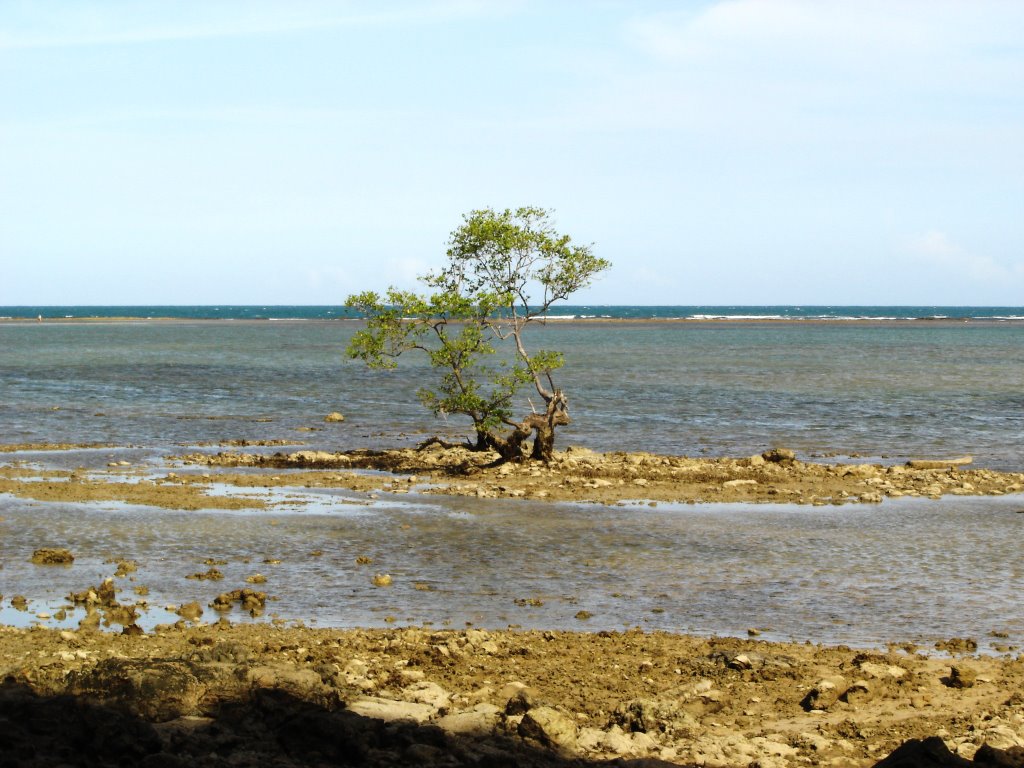 Árvore Solitária no Mar by Leandro Durães