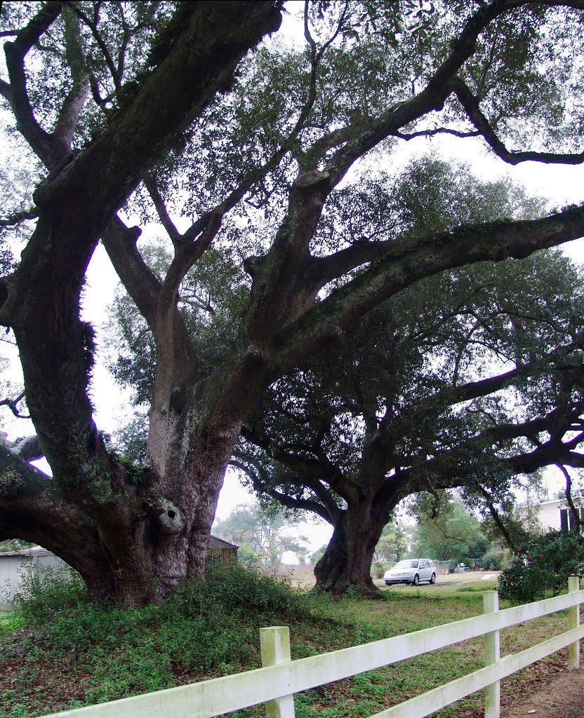 Huge Live Oaks near coast, all survived hurricane Katrina, Pass Christain Miss (12-26-2011) by Ken Badgley