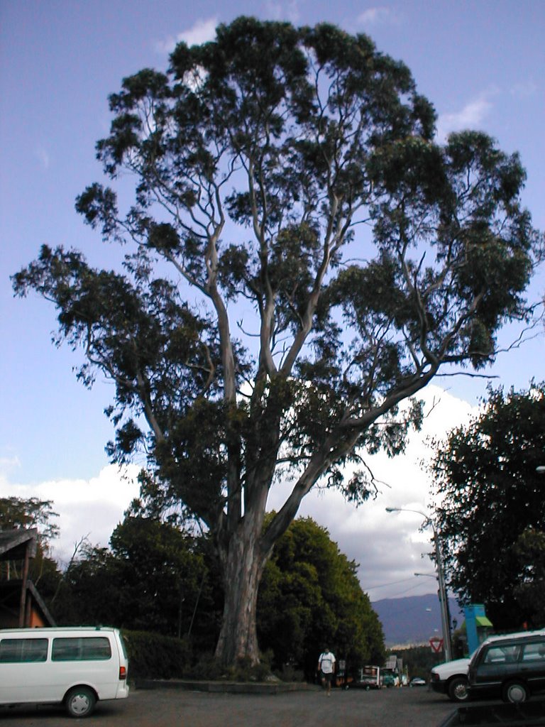 Añoso arbol en Plaza de Pucón. ® - © by Patricio Cabezas