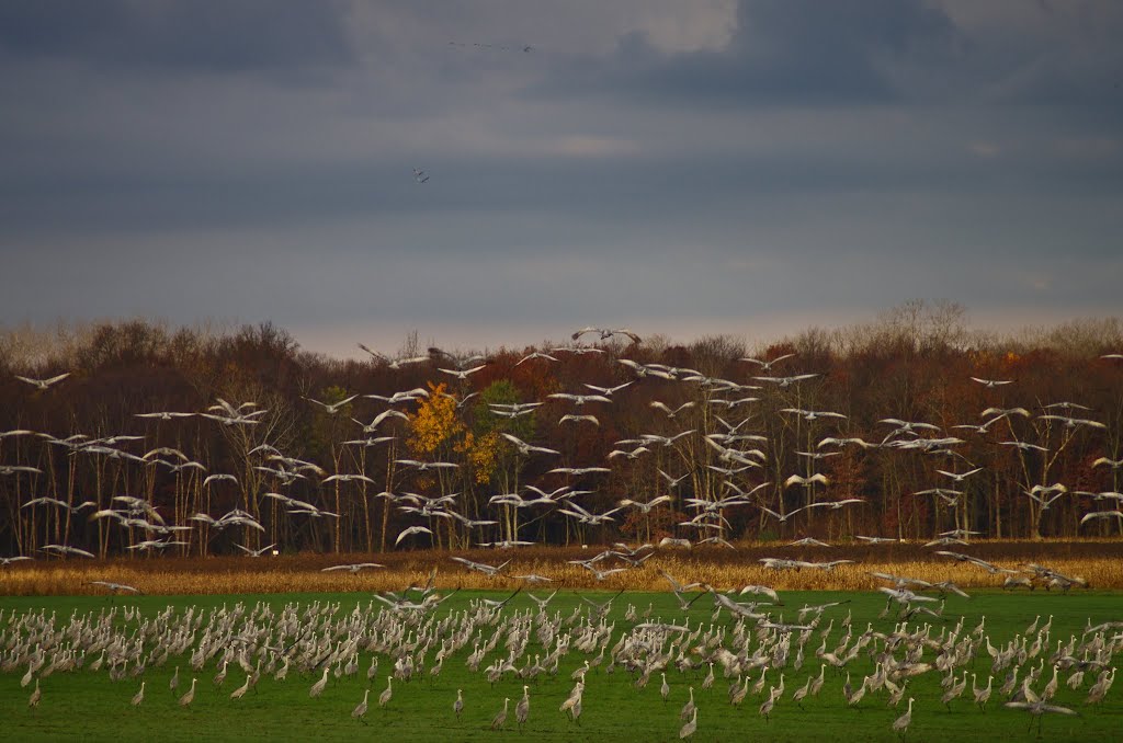 Cranes at Sunrise by Rumiana Koynova-Tenchova