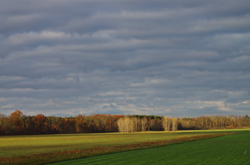 Jasper-Pulaski Fish & Wildlife Area by Rumiana Koynova-Tenchova