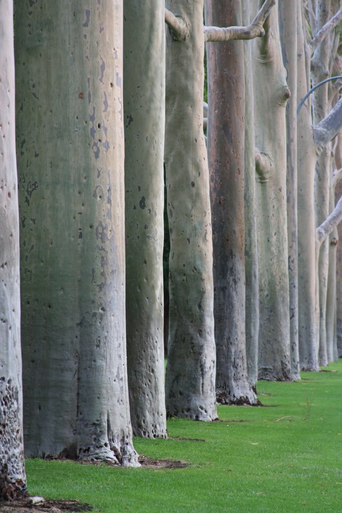 Lemon scented gums (Eucalyptus corymbia citriodora) by Paul Strasser