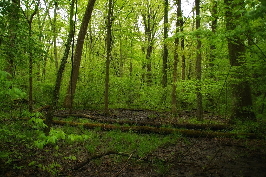 Blacklick Woods by Rumiana Koynova-Tenchova