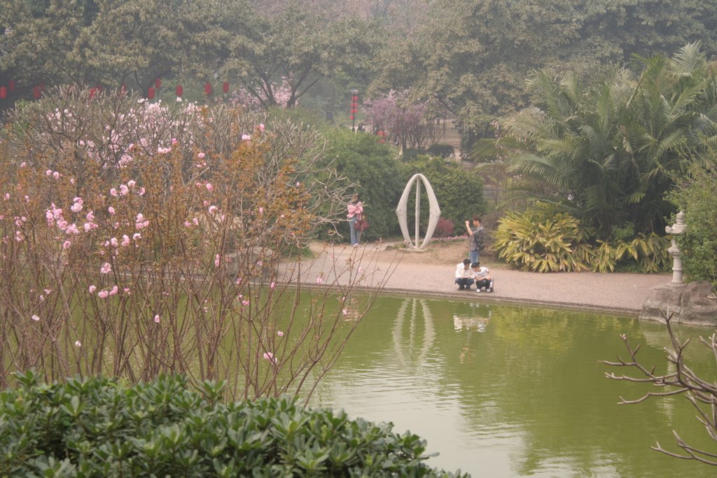 Cherry blossum in Sculpture Park by David Yu