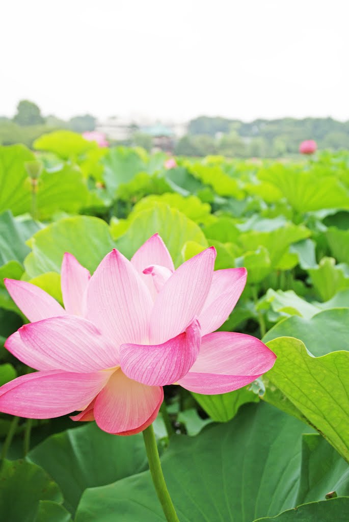 Lotas Blossom, Shinobazu-pond, Yanesen (蓮の花、不忍池、谷根千) by Lesbourgeons