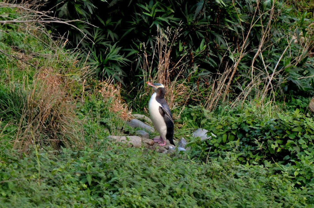 Penguin enters home by A10G