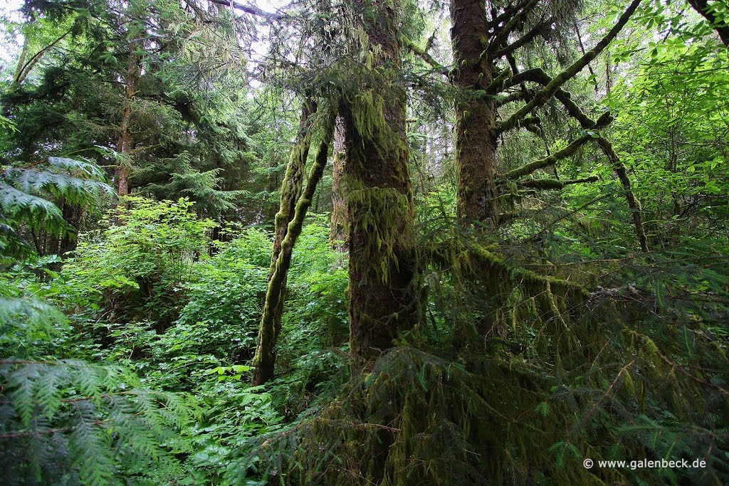 Rain Forest Trail by www.galenbeck.de