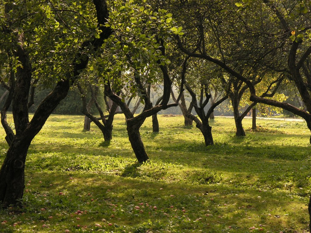 Park Kolomenskoe by Ilia Trofimov