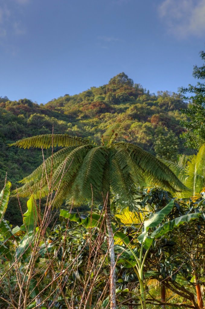 Le Tévelave, Réunion by PLF