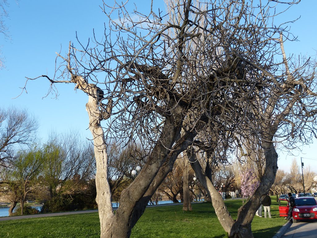 Higuera centenaria by viedmense