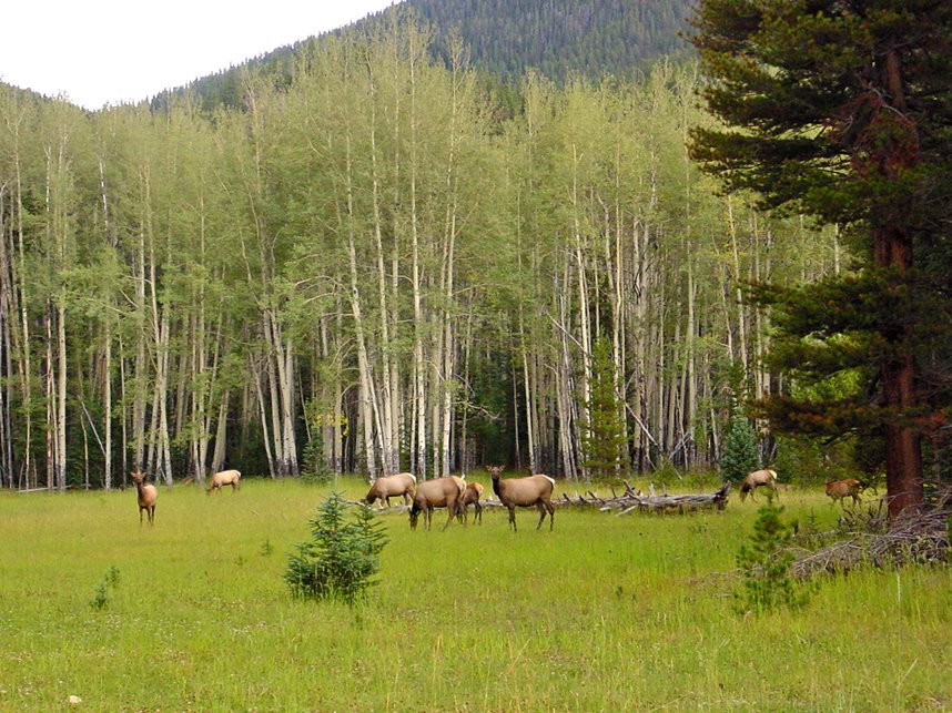 Rocky Mountain NP, Elks by Banja&FransMulder