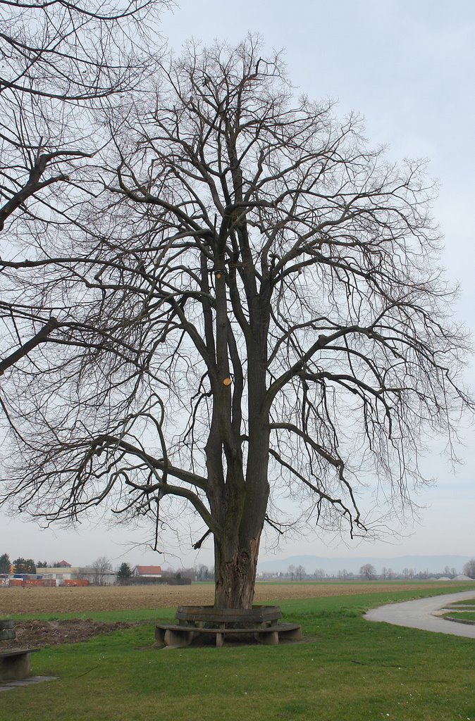 Allschwil beim Lindenbaum by stefan de maddalena