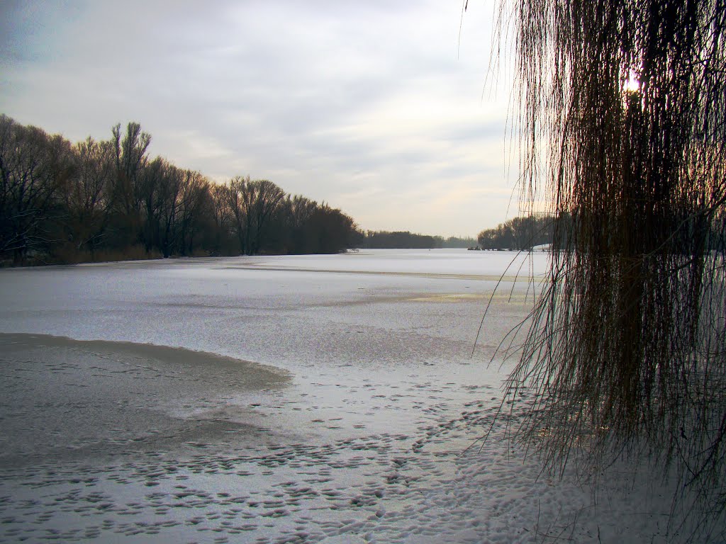 Da wachsen Weidenzweige aus dem Eis by HarryAusdemharz