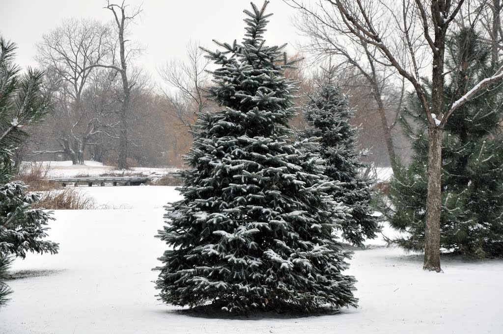 It is snowing, it is cold, it is Winter in Washington Park - The perfect Christmas tree! by Antoine Jasser