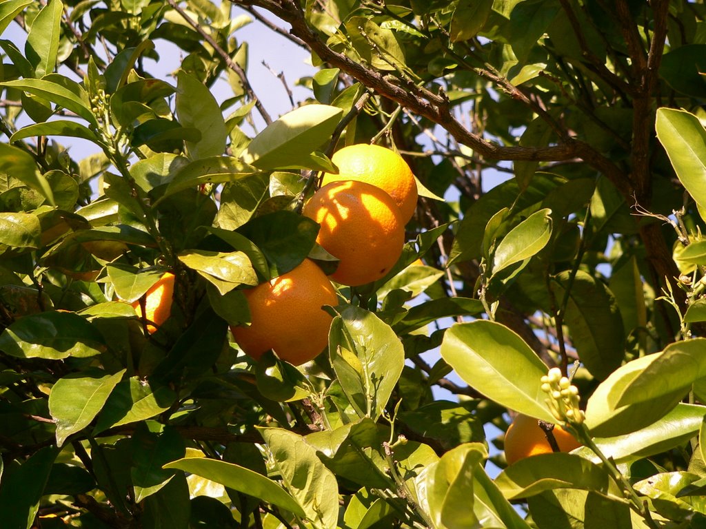 Naranjas Gallegas en Santo Tome Lugo by © xeima