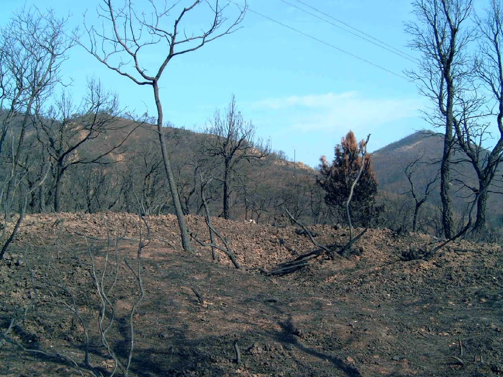 Massif des Maures-Aprés le Feu 2003 by Lunaris