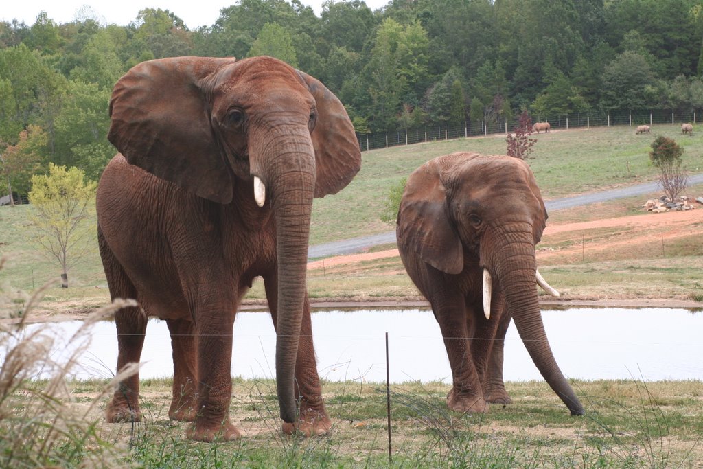 Elephants at the Asheboro Zoo, NC by Kirstenorama