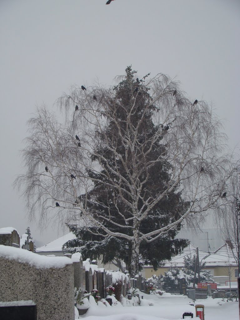 Wäre die Birke mit den Krähen belaubt, dann würde man die Fichte dahinter gar nicht sehen by swbauerepfl