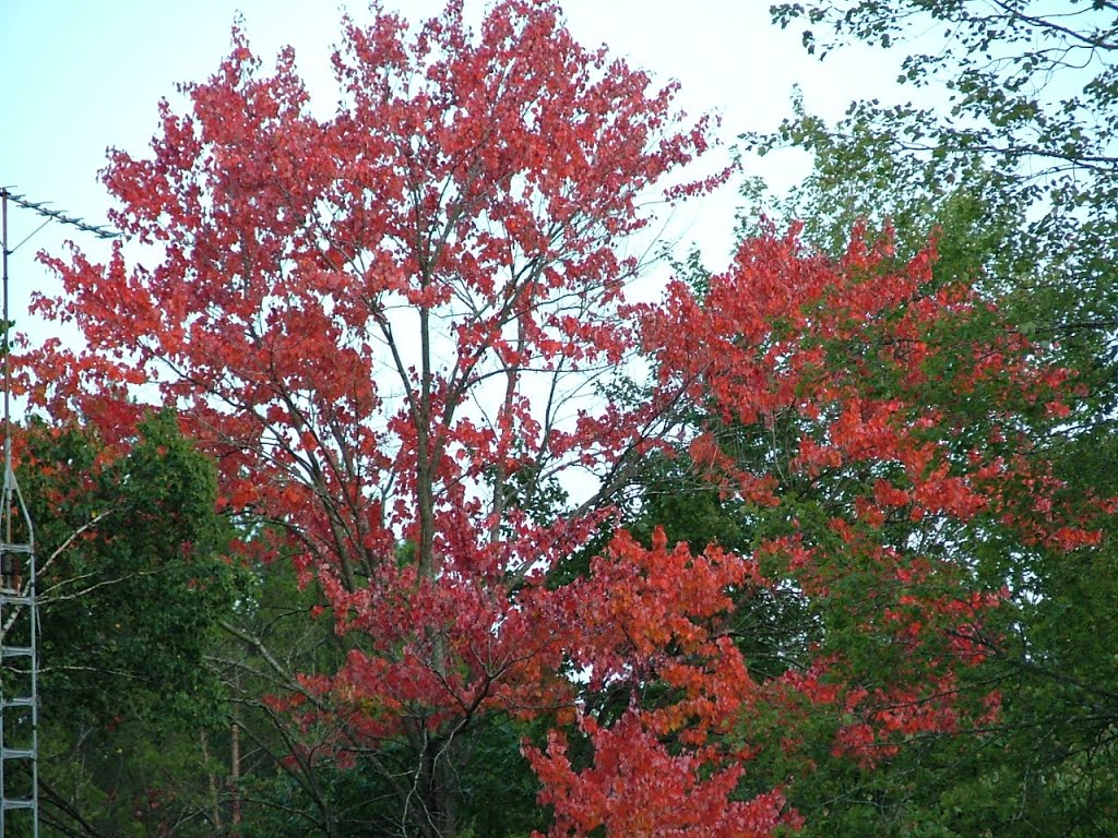 Fall Red Maple by brianjbale