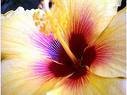 Beautiful Hibiscus Flower by Kelsey340