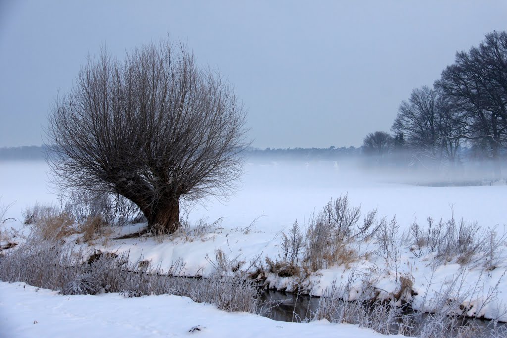 Kopfweide eingehüllt in Schnee und Frühnebel by coolbush