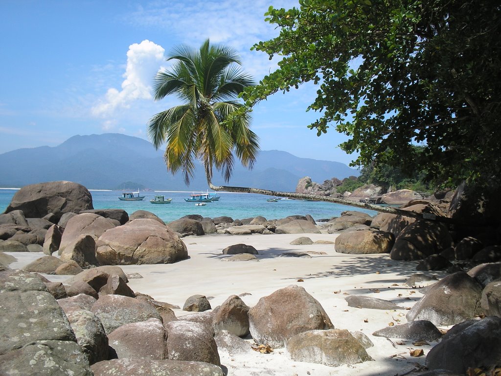 Famoso Coqueiro da Praia do Aventureiro - Ilha Grande - Brasil by Marcelo Parise Petazoni (Brasil)