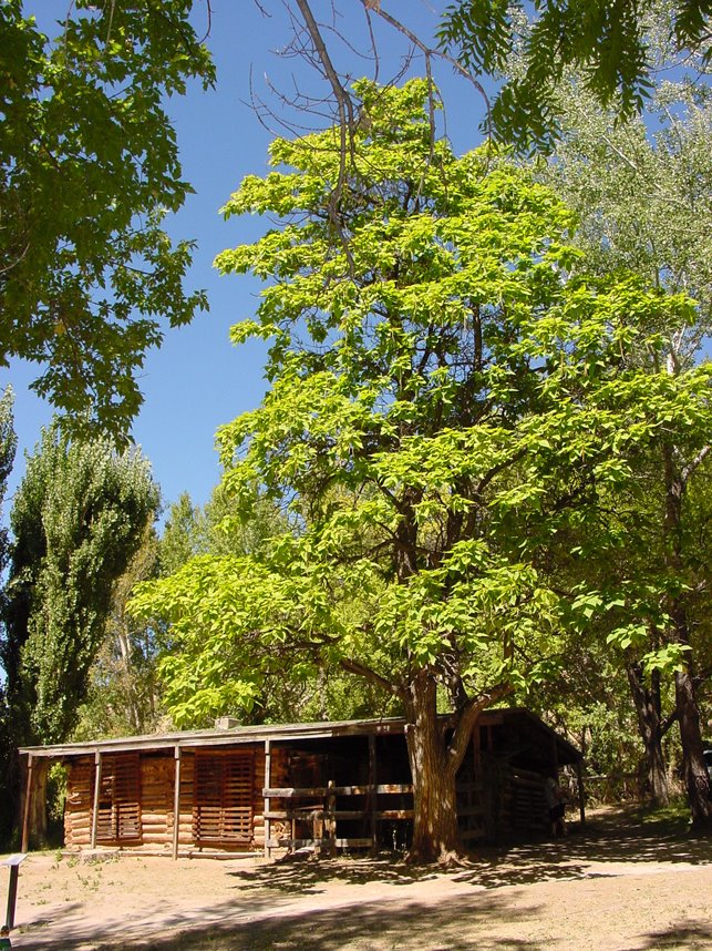 Josie Morris Cabin by Banja&FransMulder