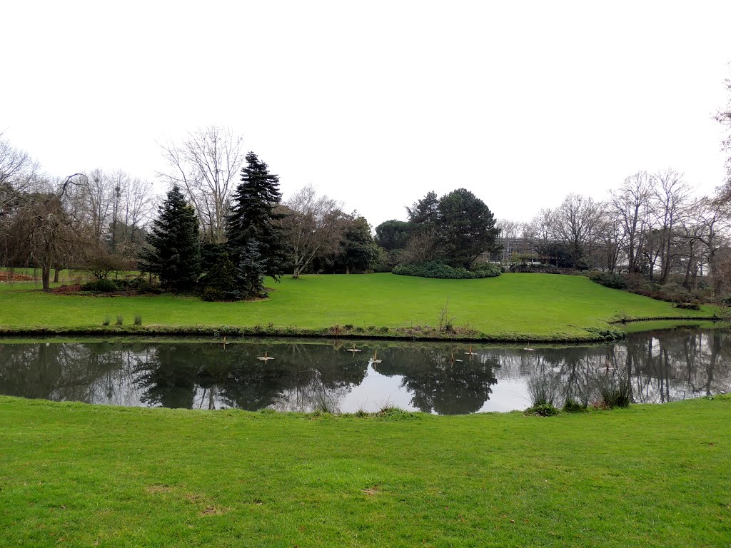 Nantes, parc de la Beaujoire, Cyprès de l'eau by tofil44