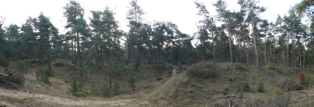 Panorama Dennenbos op voorm. stuifzand by Orrin Groad