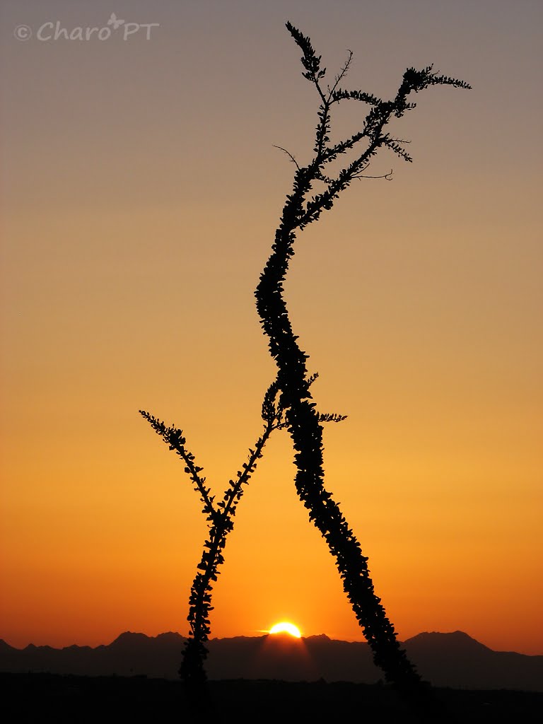 Saguaro N. P.: La puerta del sol by CharoPTorrego