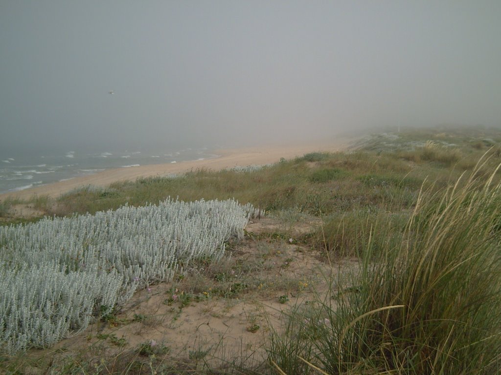 Niebla en la playa de el saler. by capas