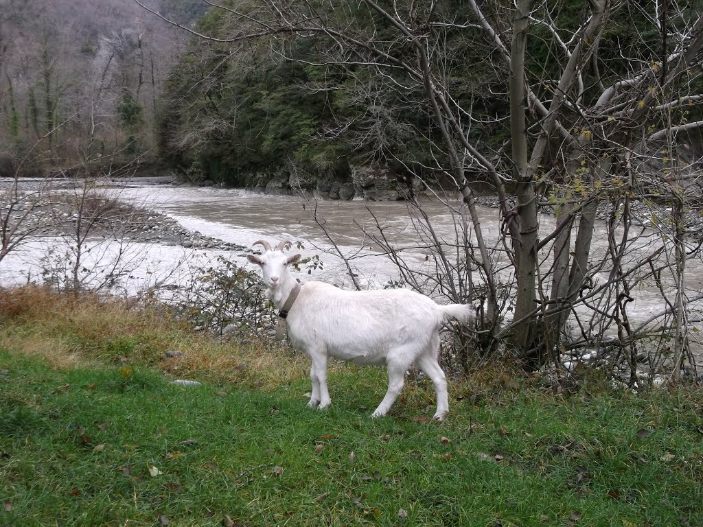 Прототип РА1 / Goat by Nitrogеn Alexander