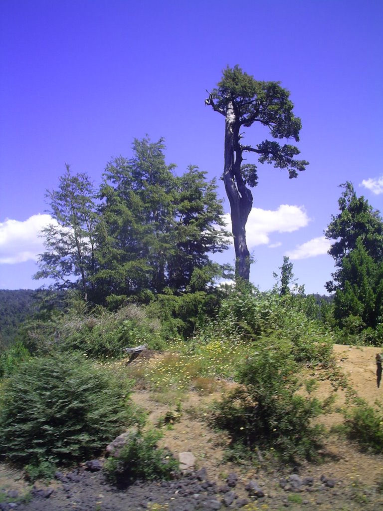 Camino al Volcán Villarrica by nubenegra