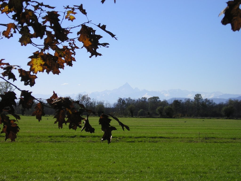 Parco "la Mandria" sullo sfondo il Monviso by piero dalmonte