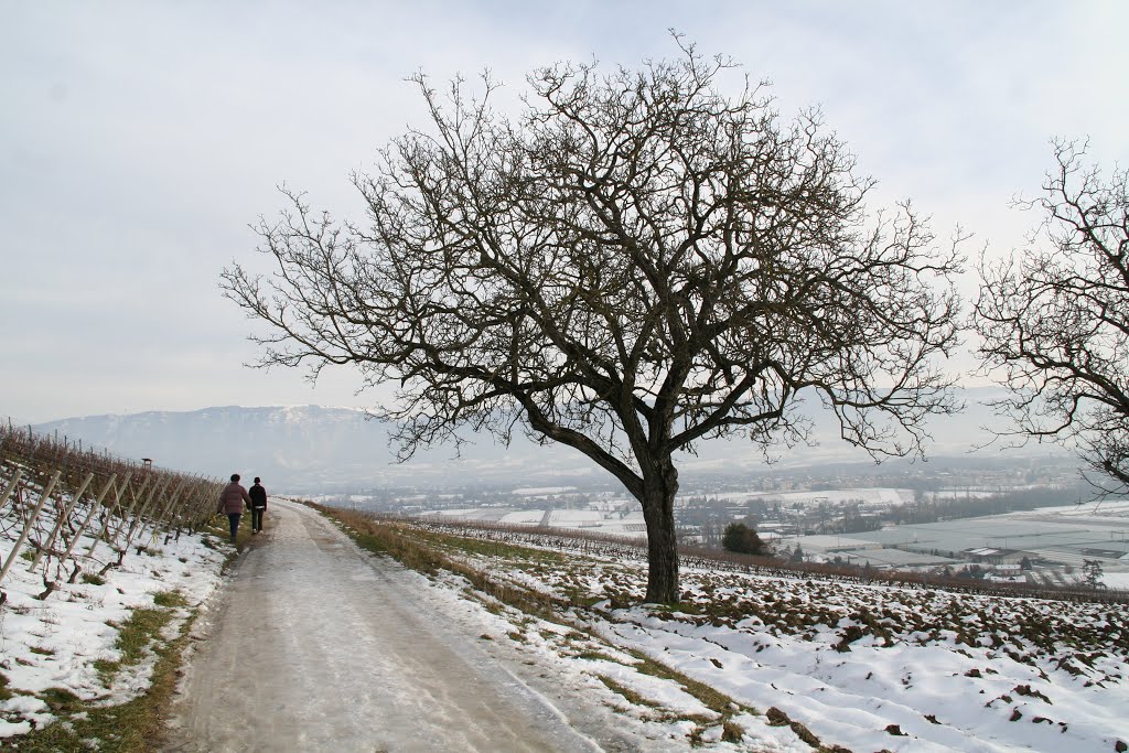 Genevois Neige sur le vignoble by G.Rosette