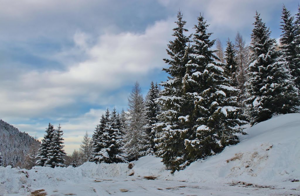 Alberi innevati by = Cinzia Anzalone =