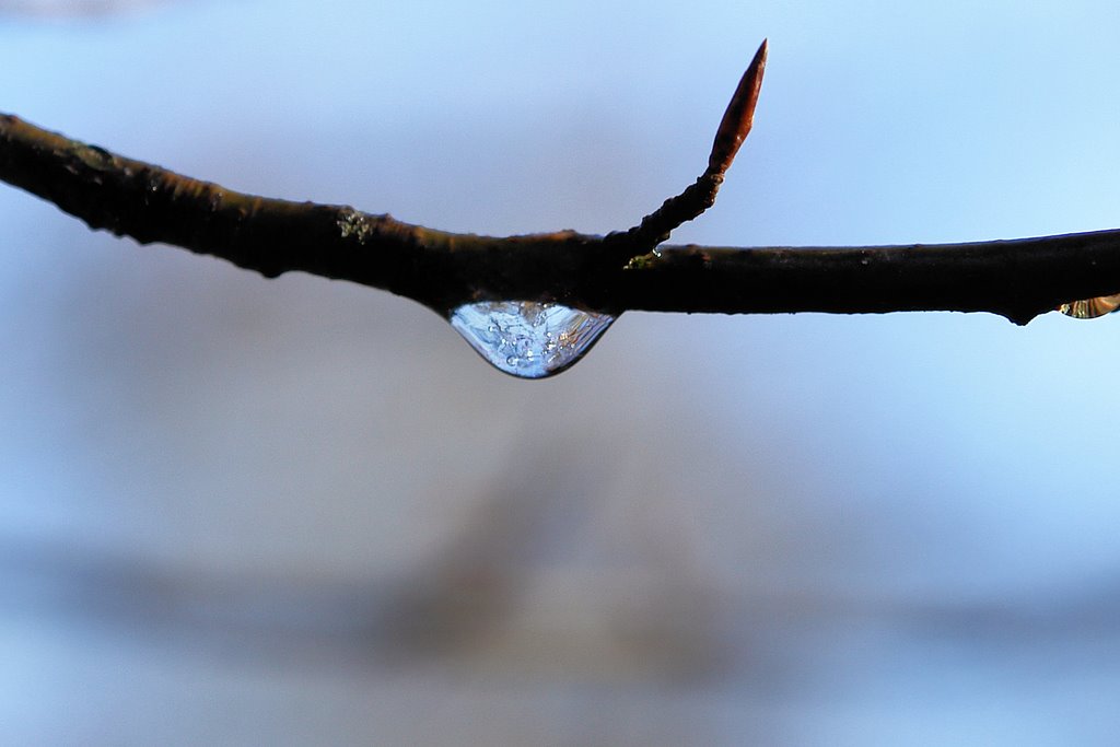 A forest reflected in a dewdrop by Fred van Daalen