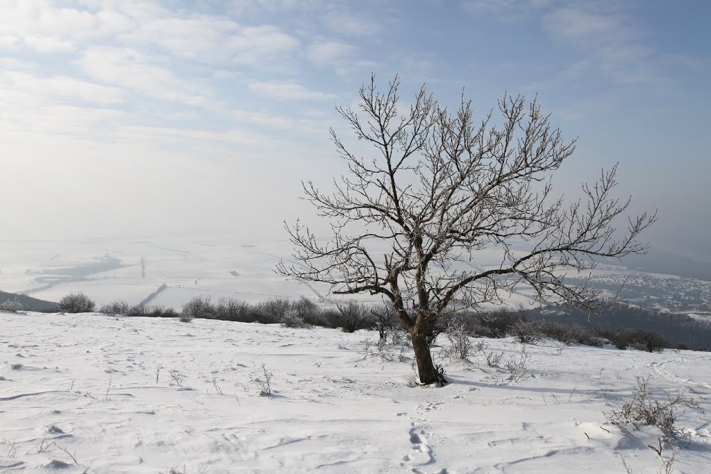 Hundsheimer Berg, Gipfelwiesen by považan sk