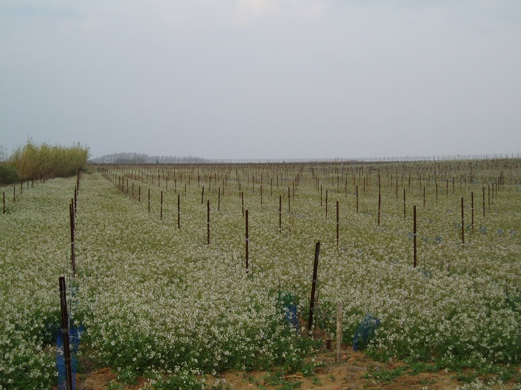 Les vignes by bobie66