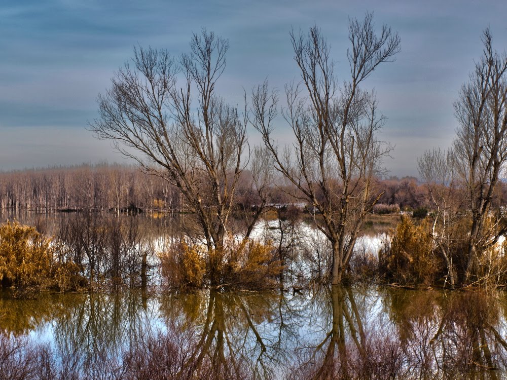 Después de ...taintos días, en la ribera baja del Ebro seguimos con el agua. by Rosa Lob