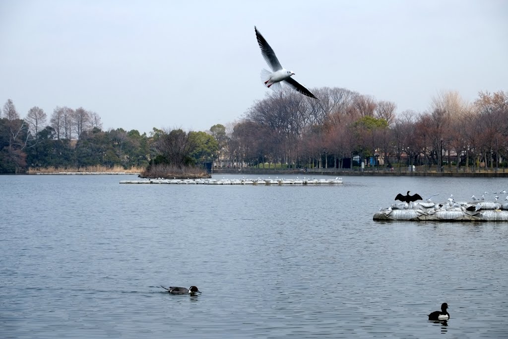 浮間公園 by kus_mk2