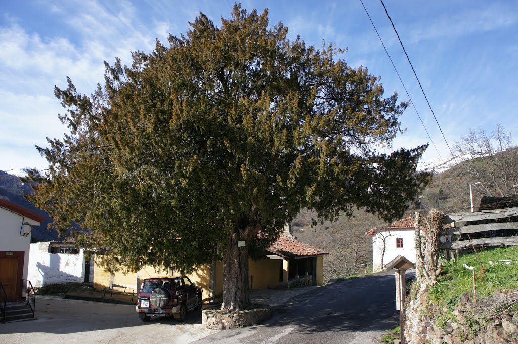 Tejo en Urria. by La Casa del Chiflón (Bulnes)