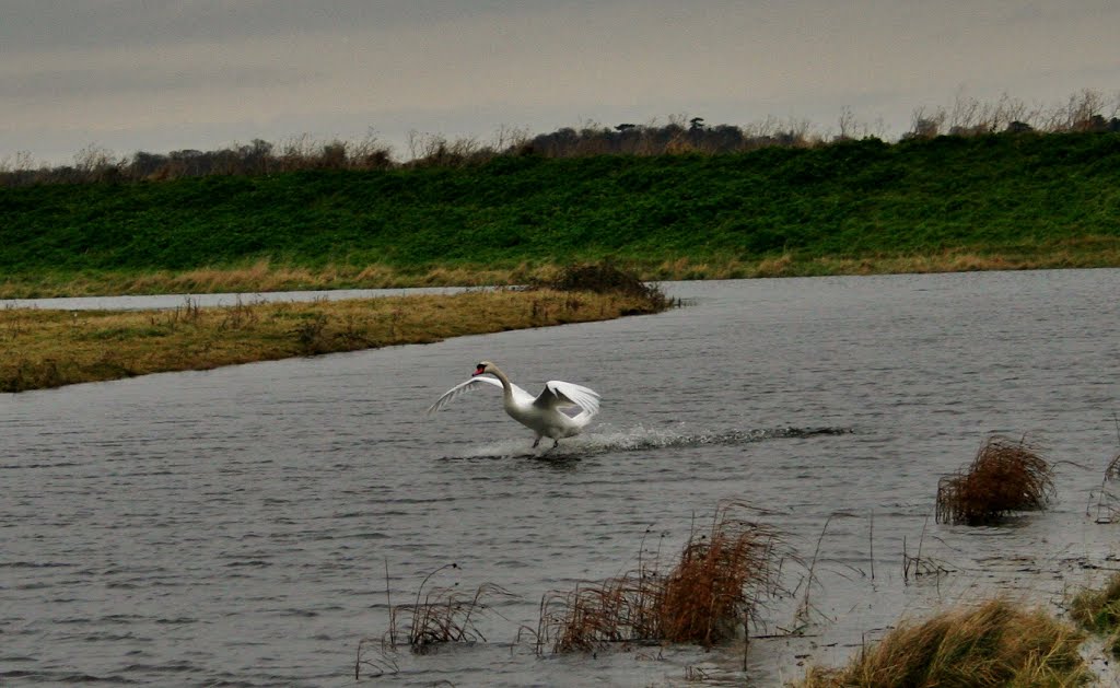 Swan landing at cudmore grove mersea by wheffles