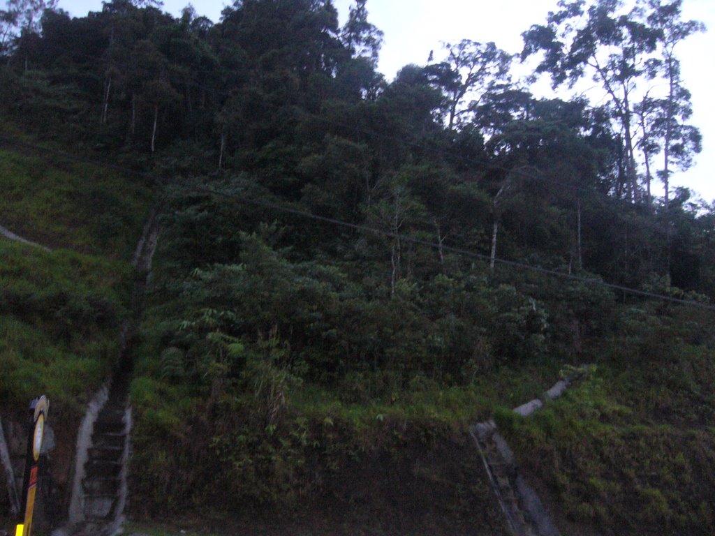 Forest in Cameron Highlands，金马𪨧高原的森林 by Shengwei=圣慰