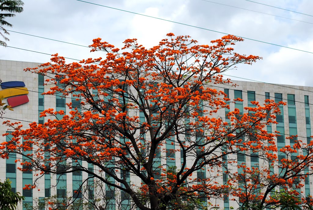 Sede de Bancolombia by Luis Fernando Moreno