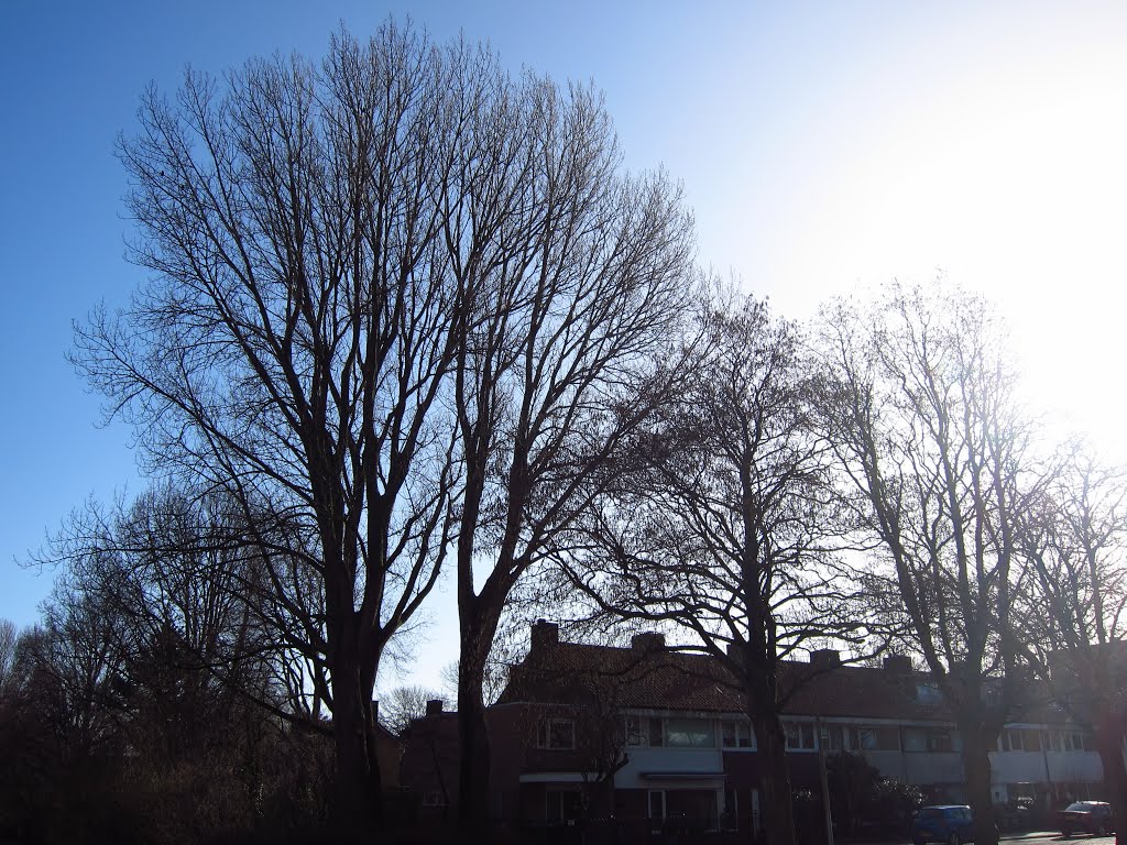 Deze bomen zijn er nog steeds... by G.M. Kowalewska