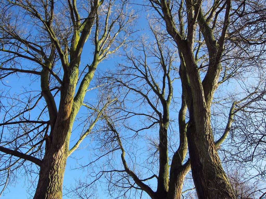 Deze bomen zijn er nog steeds... by G.M. Kowalewska