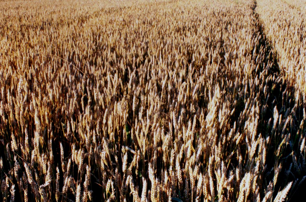 Grain field by Saša Kovačević