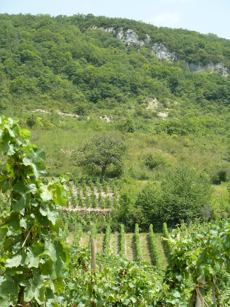 Vignobles a Montagnieu, Franck Peillot by Vinssimple